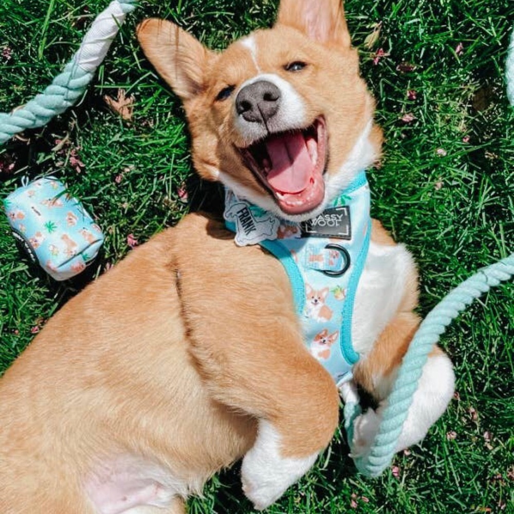 🤍Host Pick SASSY WOOF Rope Dog Leash🤍